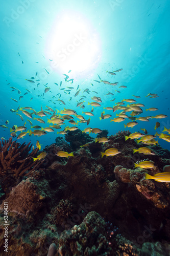 Blue-striped snappers in the Red Sea.