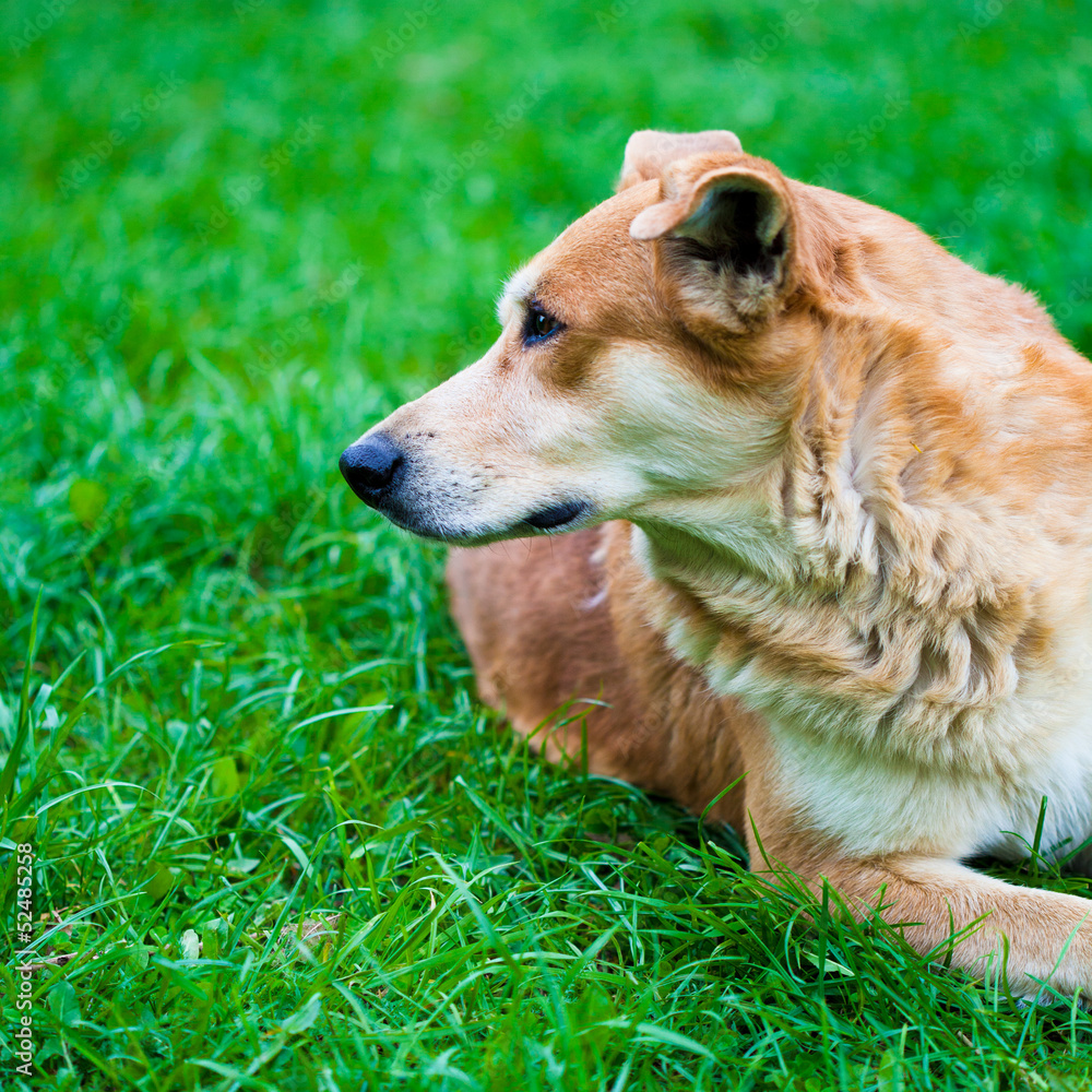 Homeless dog on the nature