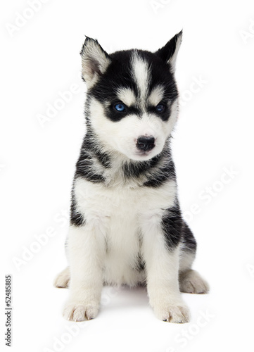 Siberian husky puppy