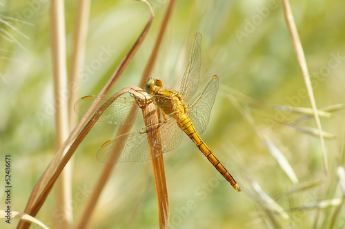 dragonfly © harisx