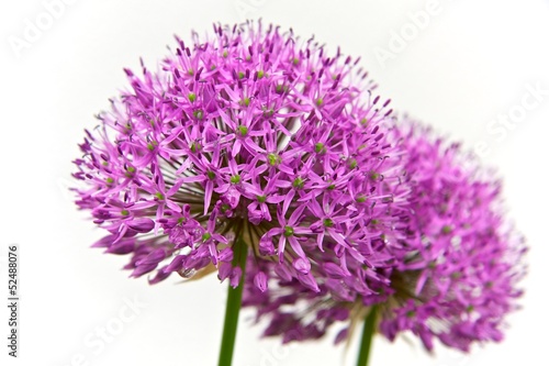 Allium