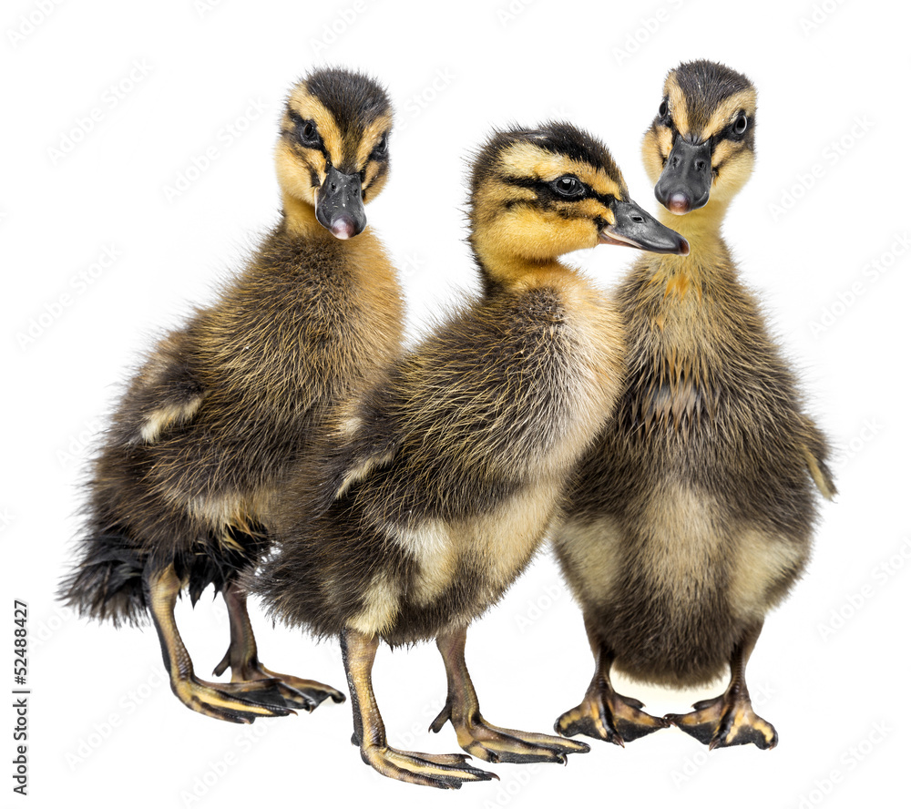 three ducklings isolated on a white background three ducklings isolated on a white background