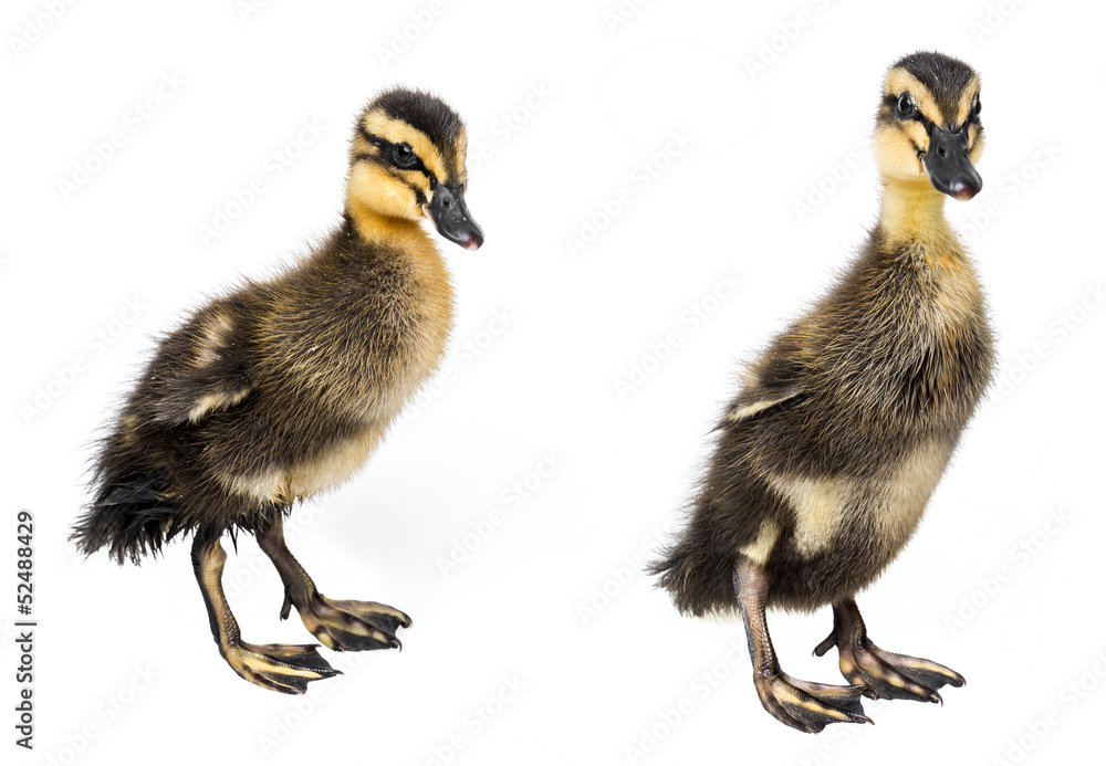 two ducklings ( indian runner duck) isolated on white background two ducklings ( indian runner duck) isolated on white background