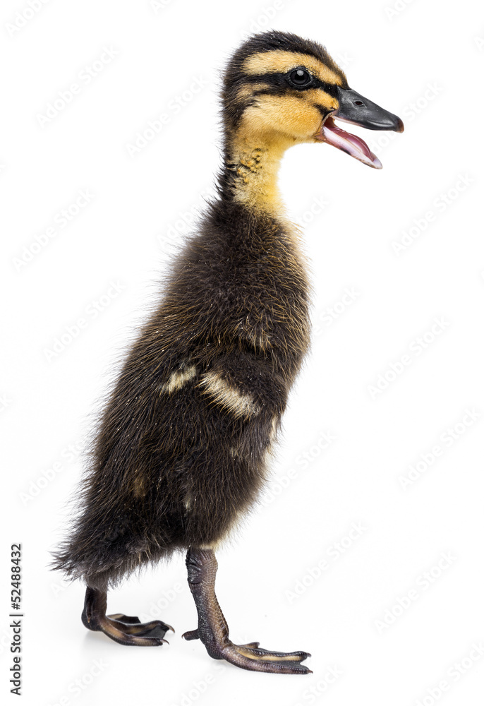 duckling ( indian runner duck) isolated on white background duckling ( indian runner duck) isolated on white background