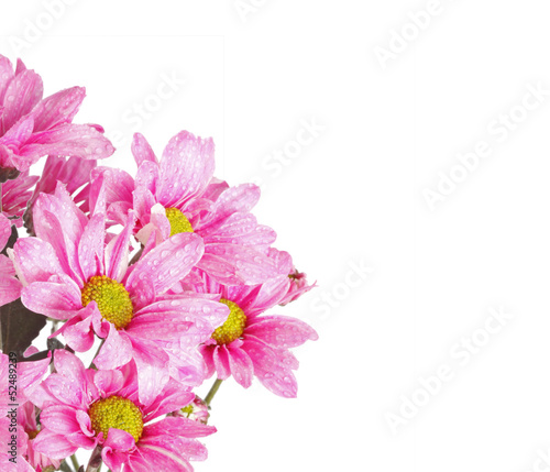 Colored  Flowers © violetkaipa