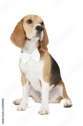 young beagle