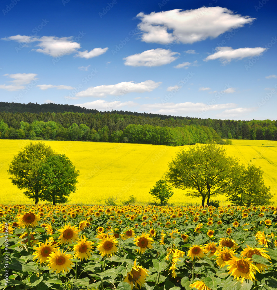 Sunflower field