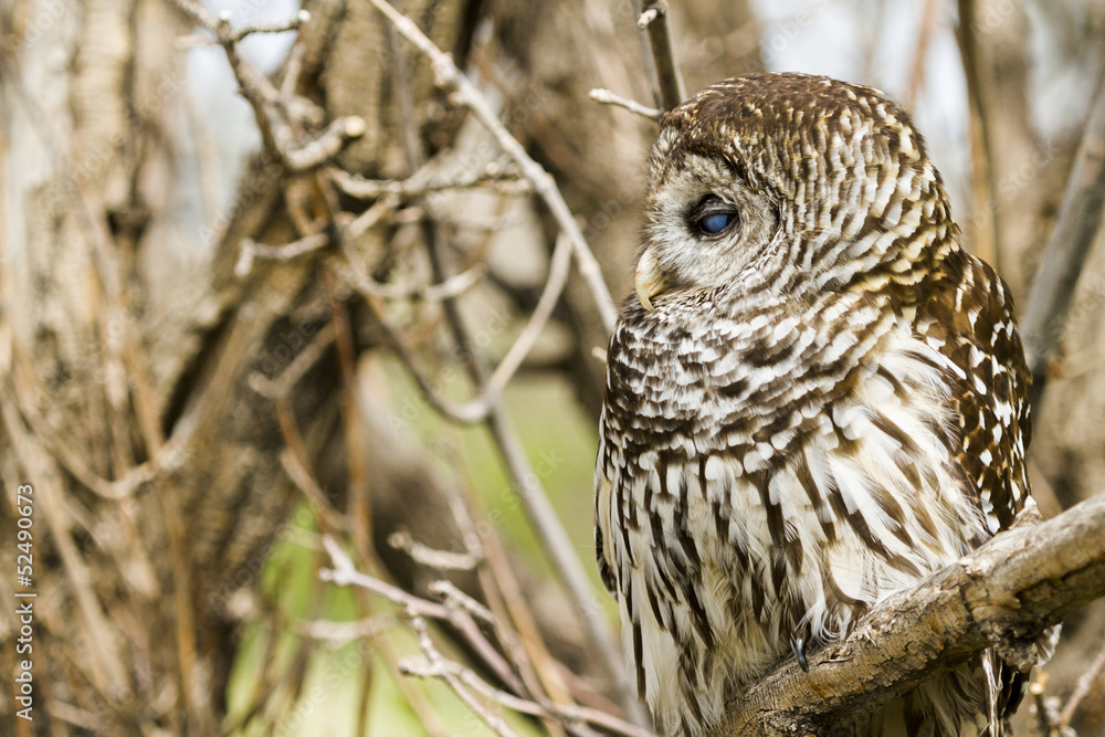 Fototapeta premium Barred Owl