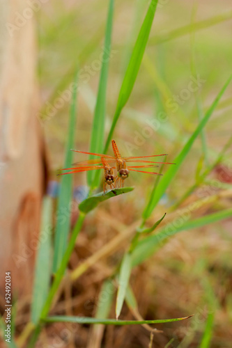 Dragonfly on grass.
