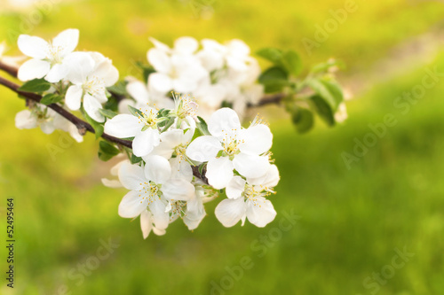 spring blossom