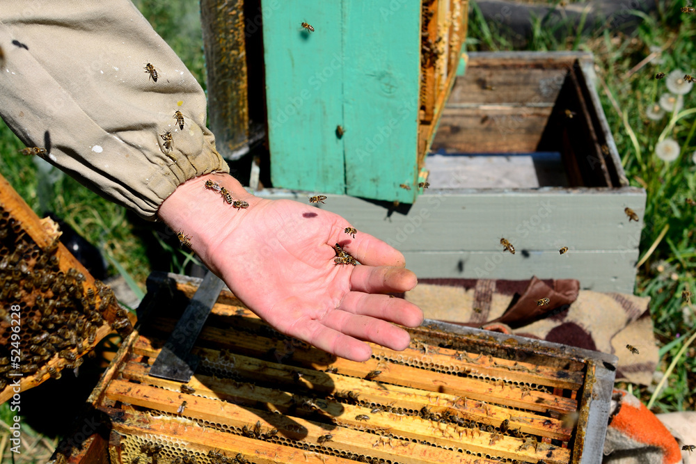 Beekeeper and his bees Beekeeper and his bees
