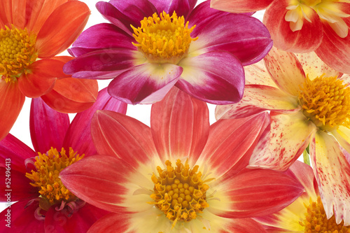 Fototapeta Naklejka Na Ścianę i Meble -  dahlia