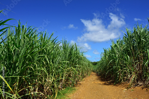 Sugarcane.