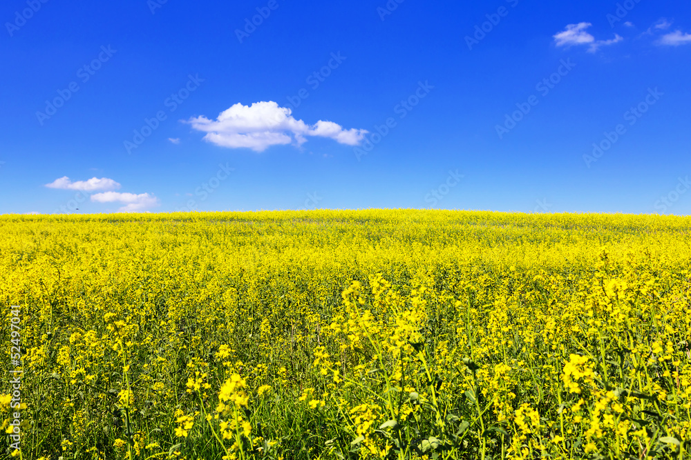 Blooming yellow field under blue sky in Poland