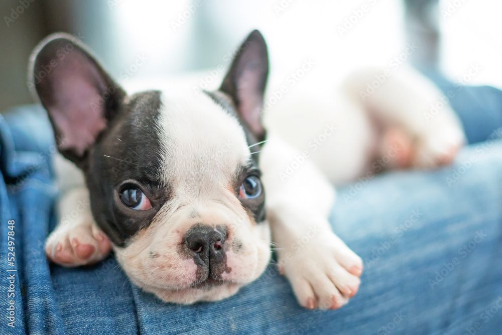 French bulldog puppy