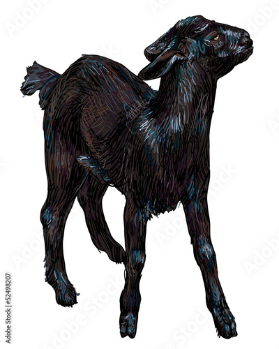 The vector of young balck goat