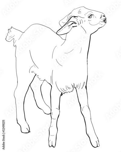 The vector of young balck goat