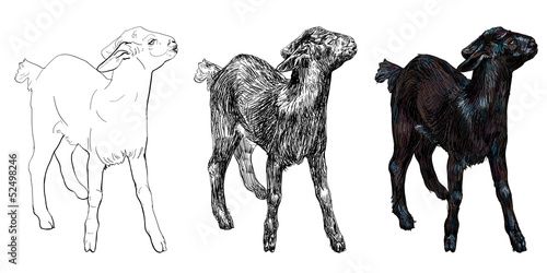 The vector of young balck goat