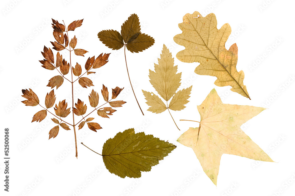 Set of dry leaves of plants and bushes isolated Set of dry leaves of plants and bushes isolated