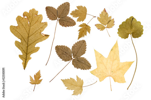 Set of dry leaves of plants and bushes isolated 