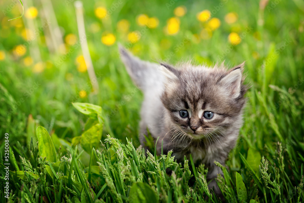 Small cat on a grass