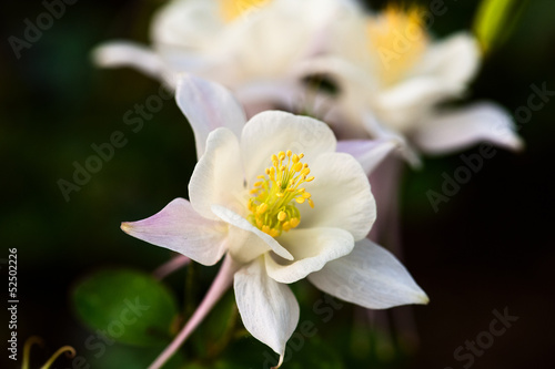 Blooming  white flower in spring