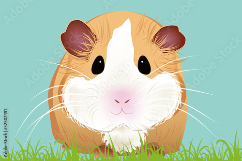 Guinea-pig Of Vector Illustration