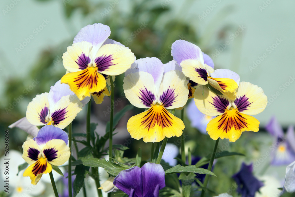 Yellow and white pansies Yellow and white pansies
