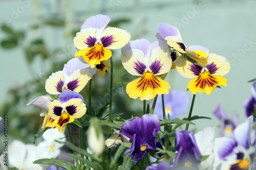 Yellow and white pansies