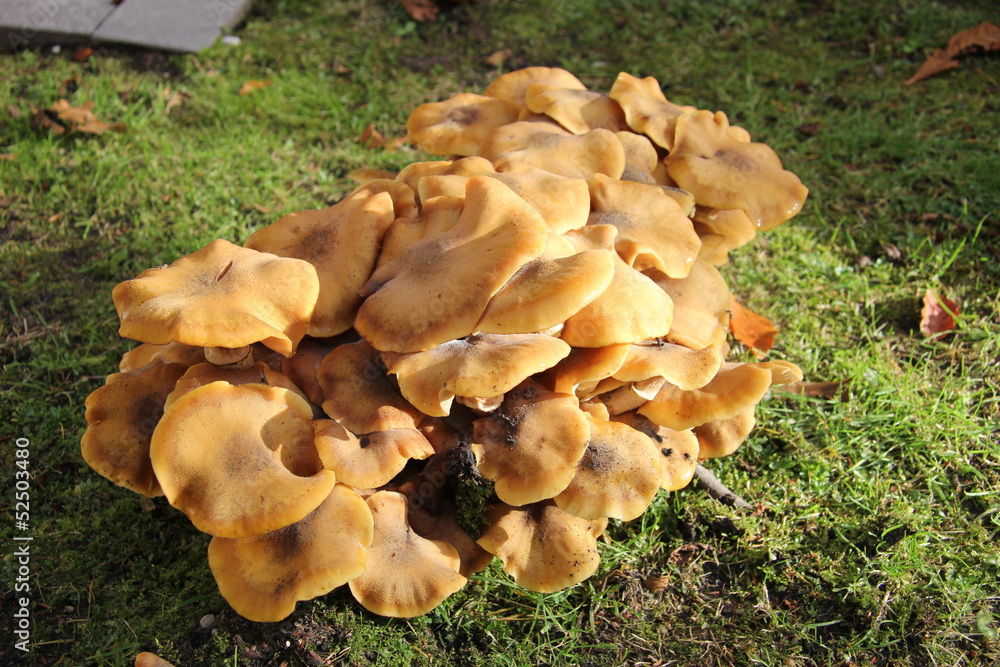 Group of mushrooms Group of mushrooms