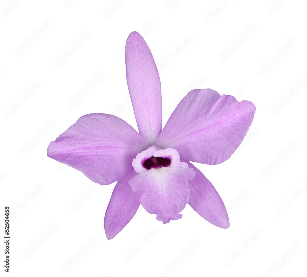 Flower of Laelia rubescens isolated on white