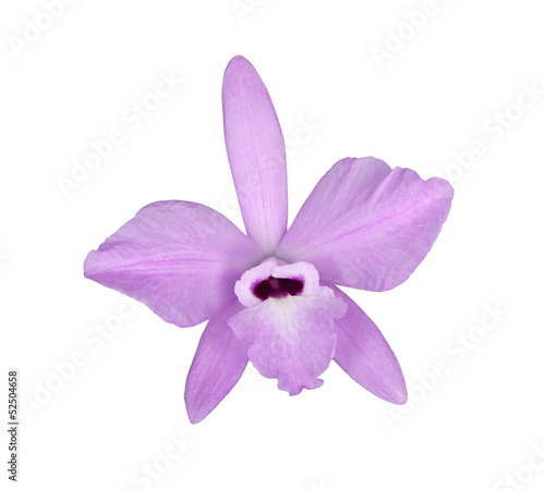 Fototapeta Naklejka Na Ścianę i Meble -  Flower of Laelia rubescens isolated on white