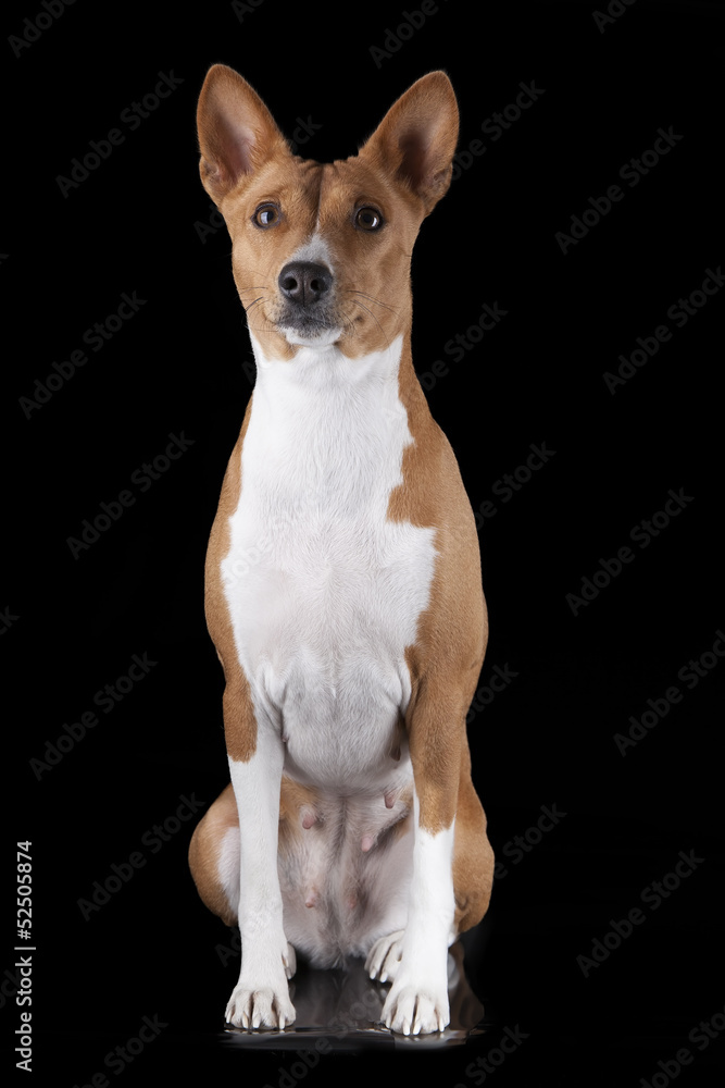 Basenji-dog on the black background Basenji-dog on the black background