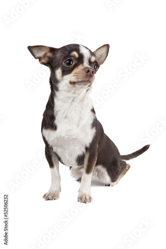 Chihuahua dog on white background © vivienstock