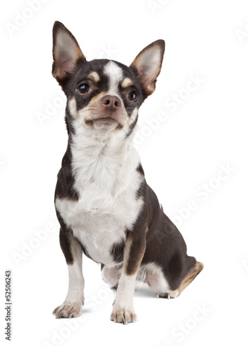 Chihuahua dog on white background © vivienstock