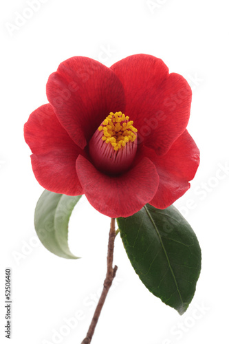 Fototapeta Naklejka Na Ścianę i Meble -  Kurostubaki, black red camellia isolated on white background