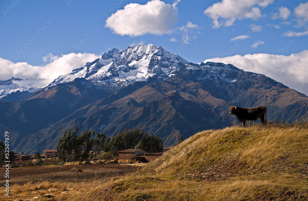 Andes and Cow