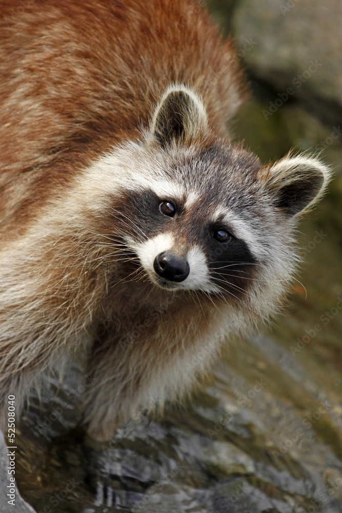 Raccoon / Procyon lotor standing in water