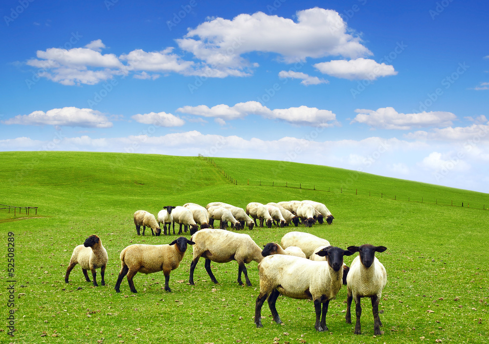 Obraz premium Picturesque landscape with field.