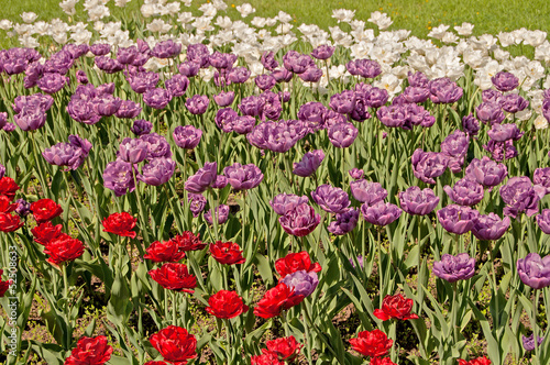 violet  red and white tulips