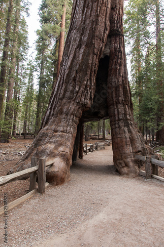 Mariposa Grove and the Giant Sequoia trees photo