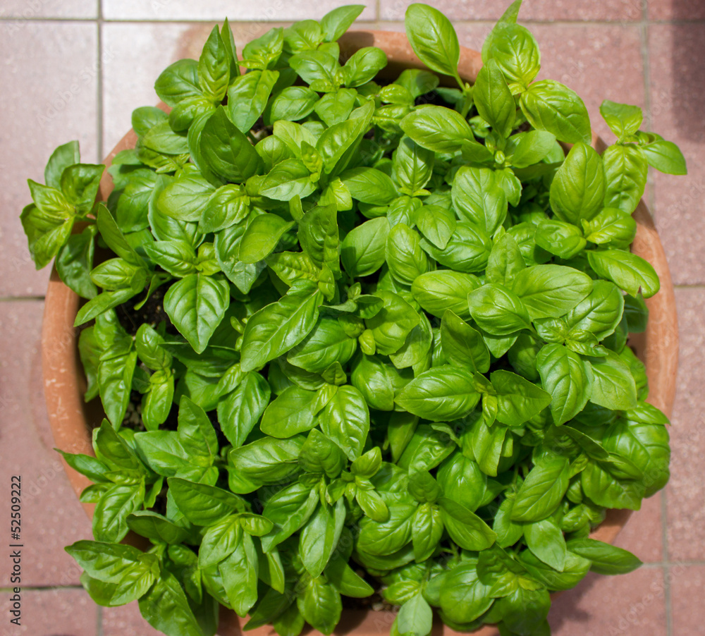 basilico basilico