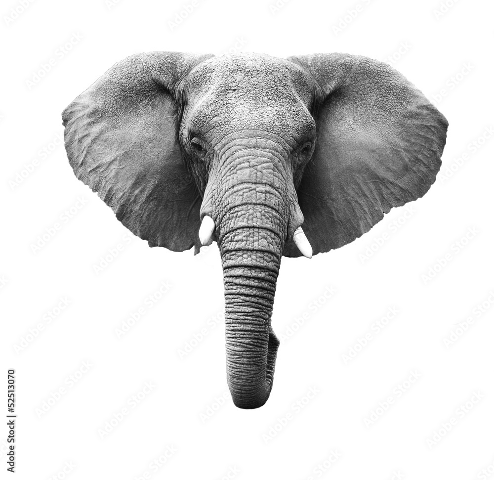 Obraz premium Słoń na białym tle