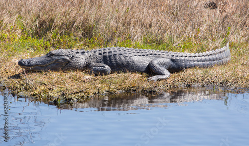 Alligator Catching Some Rays