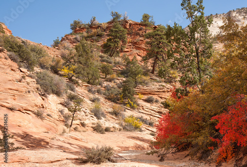 Fall Colors at Zion National Park