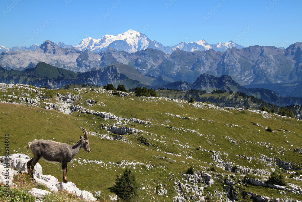 Fototapeta premium bouquetin