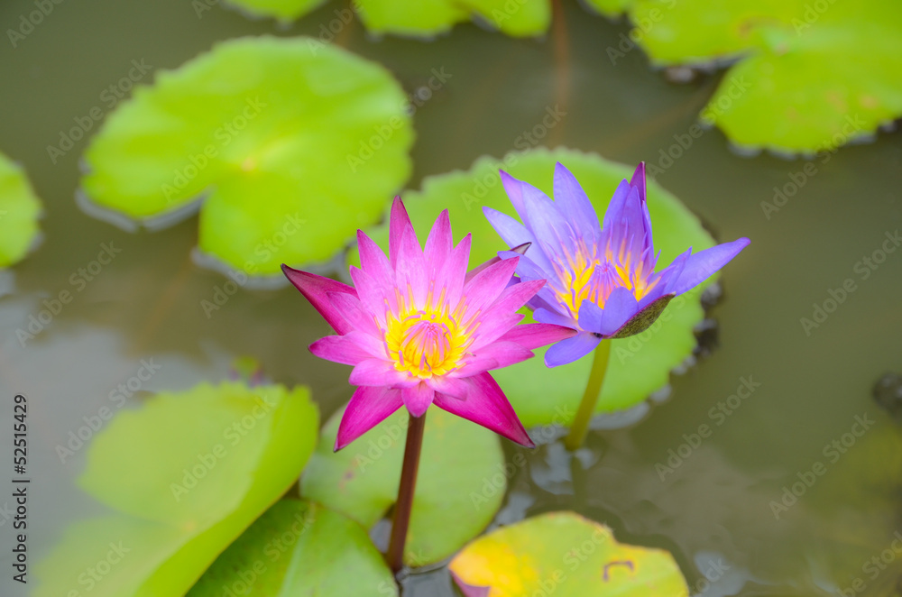 pink lotus blooming pink lotus blooming