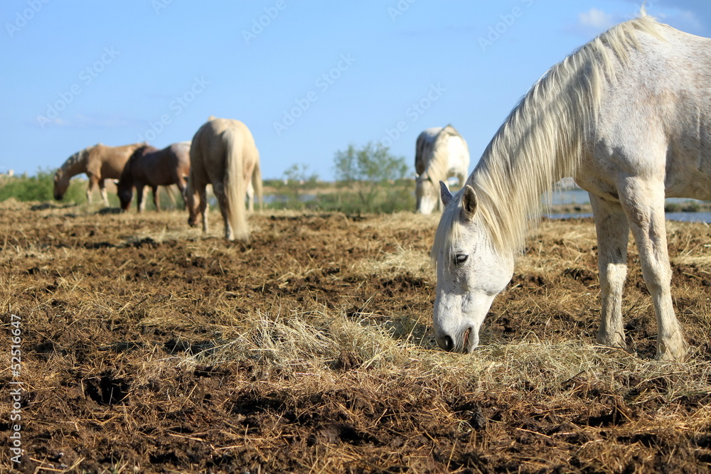 Fototapeta premium White horses eating, Camargue, France