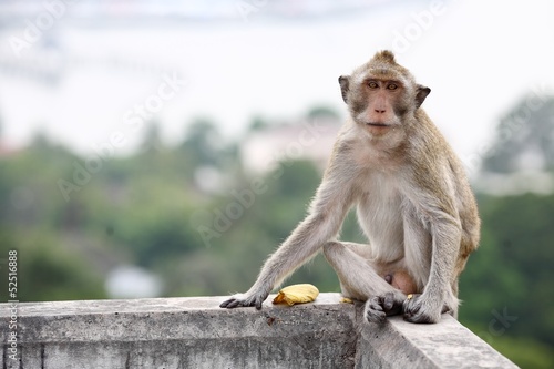 Lonely monkey. © anuruk