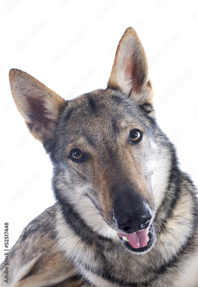 Czechoslovakian Wolfdog Czechoslovakian Wolfdog